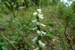 Spiranthes ochroleuca