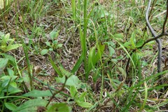 Spiranthes ochroleuca