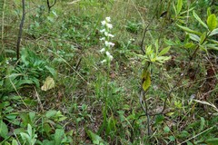 Spiranthes ochroleuca