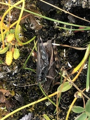 Melanoplus fasciatus