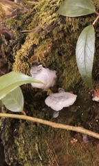 Pseudohydnum gelatinosum