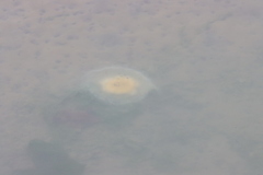 Phacellophora camtschatica