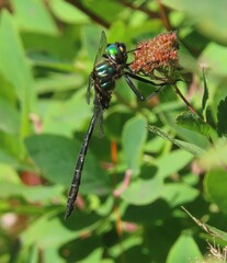 Somatochlora albicincta