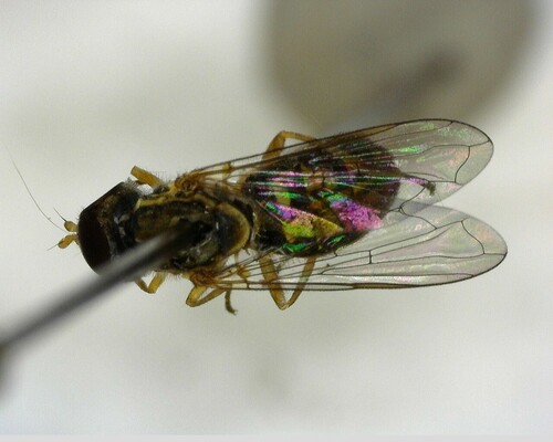 iNaturalist observation photo of Margined Calligrapher