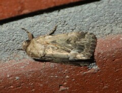 Spodoptera depravata