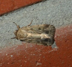 Spodoptera depravata