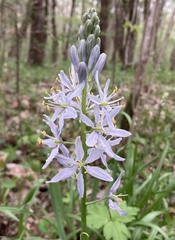 Camassia scilloides