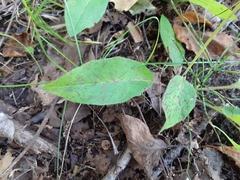 Hieracium lachenalii