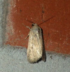 Noctuidae