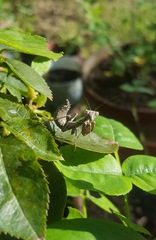 Ameles spallanzania