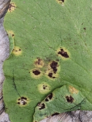 Pucciniaceae