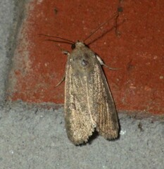 Noctuidae