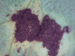 Pucciniaceae