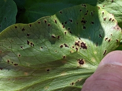 Pucciniaceae