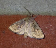 Spodoptera depravata