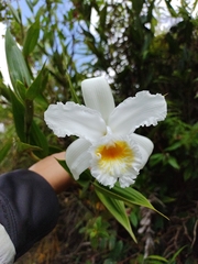Sobralia chrysostoma