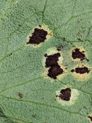 Pucciniaceae