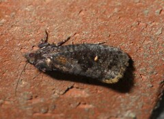 Cryptaspasma
