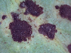 Pucciniaceae