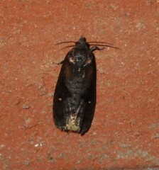 Cryptaspasma