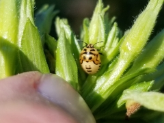 Cosmopepla lintneriana