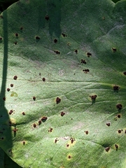 Pucciniaceae