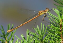 Lestes disjunctus