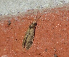 Trichoptera