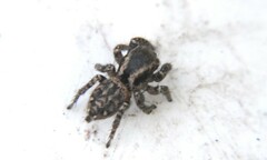 Habronattus cambridgei