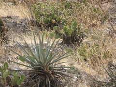 Agave difformis
