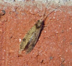 Trichoptera