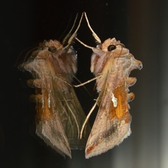 Autographa metallica