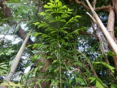 Caryota mitis