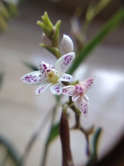 Epidendrum fimbriatum
