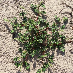 Caryophyllales