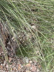 Crotalus ornatus