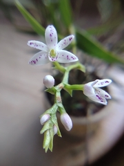 Epidendrum fimbriatum