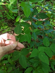 Amphicarpaea bracteata