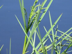 Glyceria striata