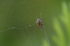 Gasteracantha taeniata
