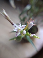 Epidendrum fimbriatum