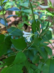 Amphicarpaea bracteata