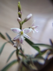 Epidendrum fimbriatum