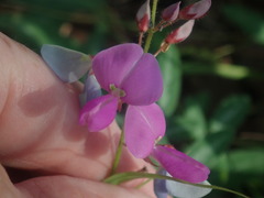 Desmodium batocaulon