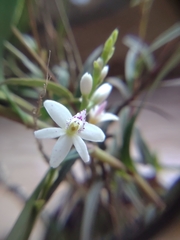 Epidendrum fimbriatum