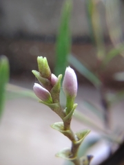 Epidendrum fimbriatum