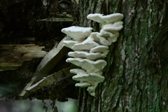 Climacodon septentrionalis