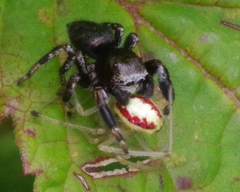Enoplognatha ovata