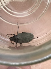 Bothrotes canaliculatus