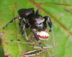 Enoplognatha ovata